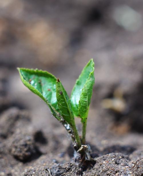 苹果催芽种植方法是什么？步骤和注意事项有哪些？
