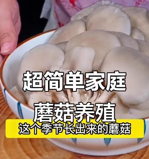 蘑菇怎么种植方法？初学者指南和常见问题解答？