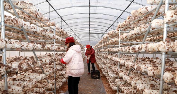 蘑菇怎么种植方法？初学者指南和常见问题解答？