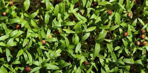 健康豆催芽发芽的正确方法是什么？需要多长时间？