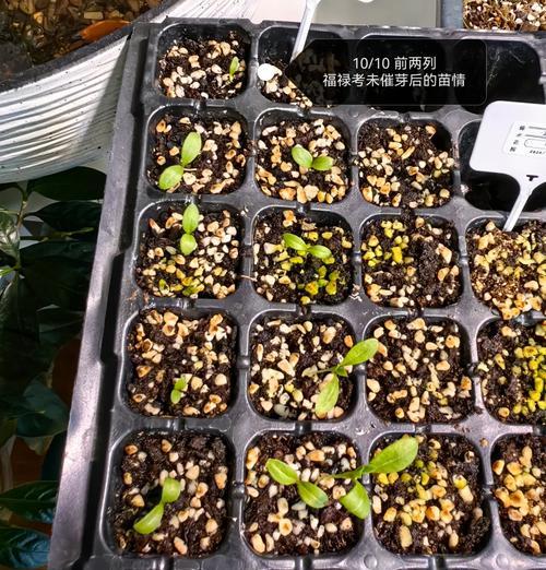 健康豆催芽发芽的正确方法是什么？需要多长时间？