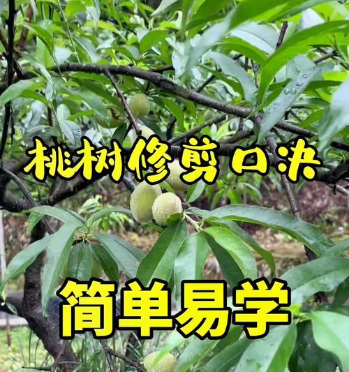 桃树修剪枝条不徒长的正确方法是什么？