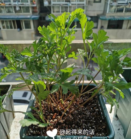 盆景保温罩催芽怎么用？使用方法和注意事项是什么？
