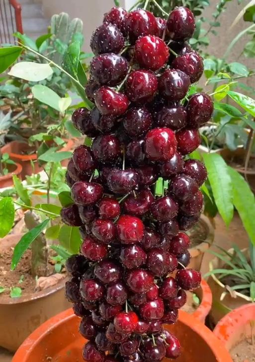 夏木古草怎么种植方法？有哪些注意事项？