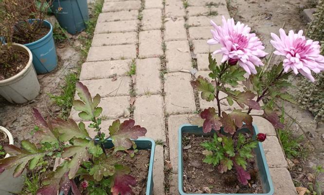 菊花怎么种植方法？初学者指南是什么？