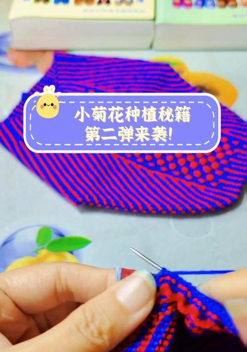 菊花怎么种植方法？初学者指南是什么？
