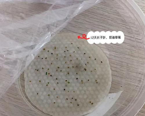 催芽盒温度调节方法是什么？调节不当会有什么影响？