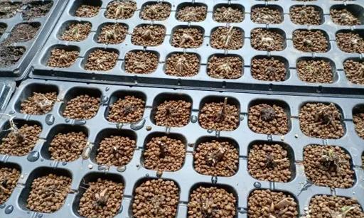 催芽盒温度调节方法是什么？调节不当会有什么影响？