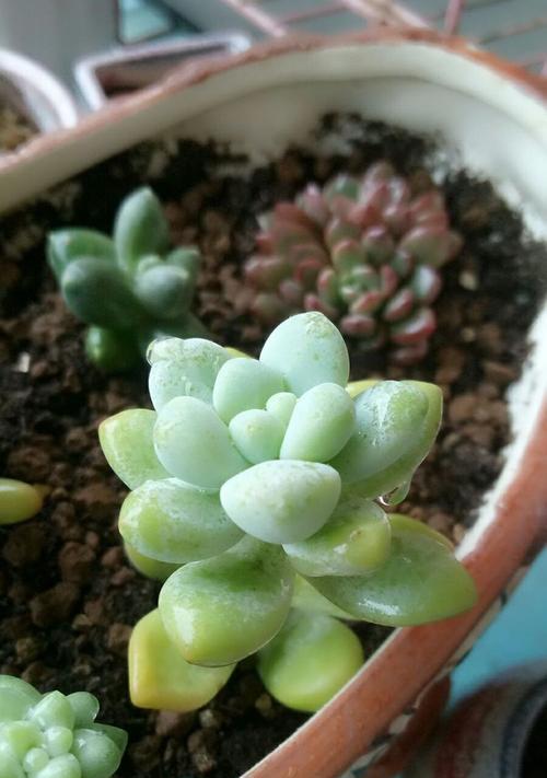 雪蓝种子种植方法有哪些？如何确保种植成功？