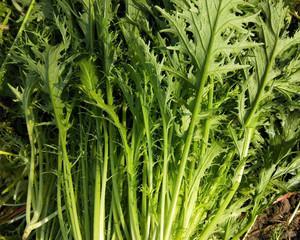 雪蓝种子种植方法有哪些？如何确保种植成功？