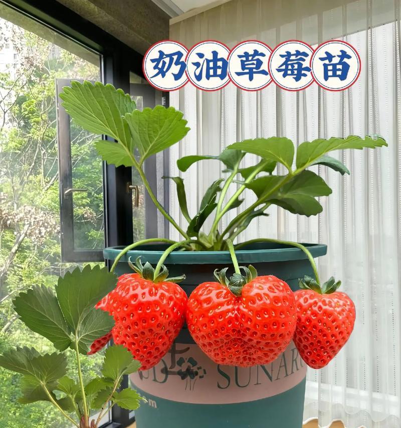 阳台草莓怎么种植方法？阳台种植草莓有哪些技巧？