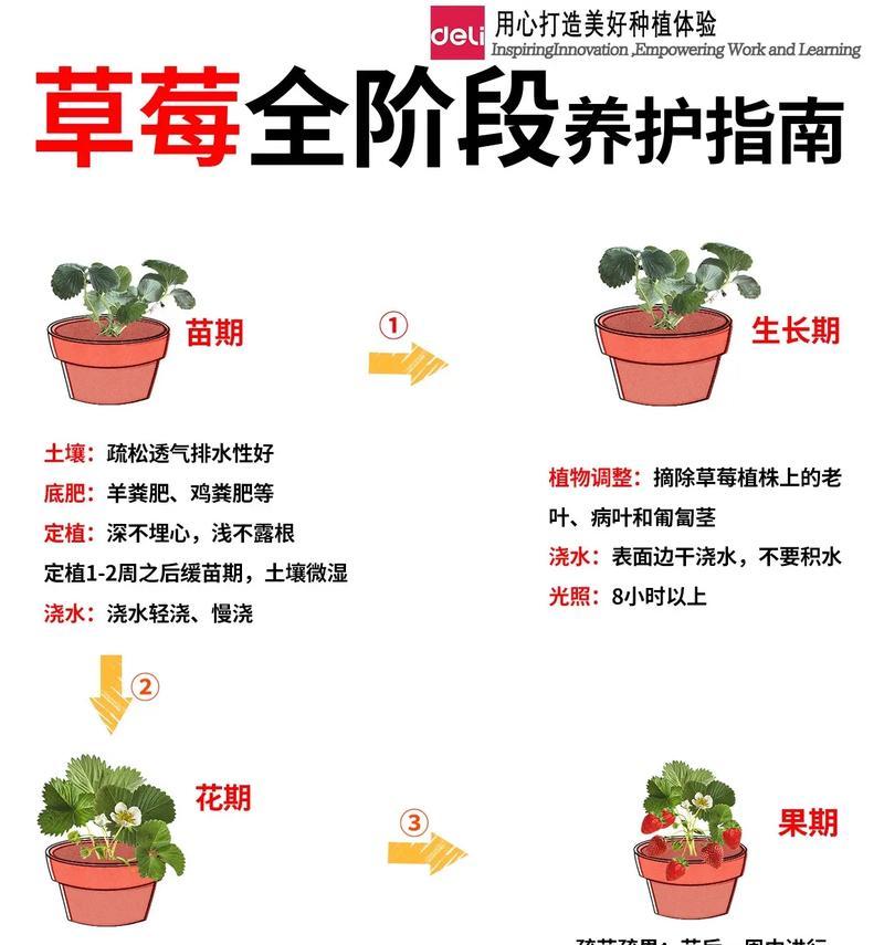 阳台草莓怎么种植方法？阳台种植草莓有哪些技巧？