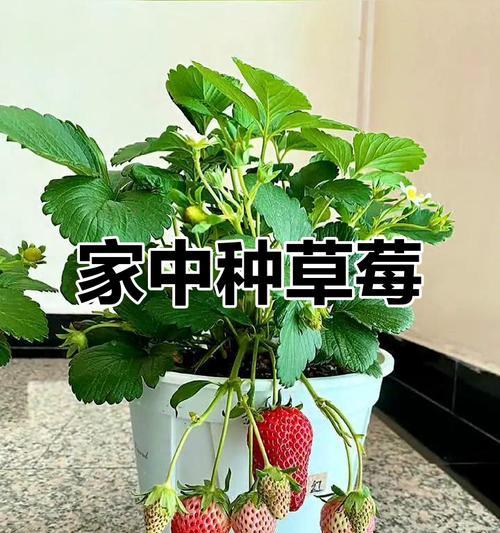 阳台草莓怎么种植方法？阳台种植草莓有哪些技巧？