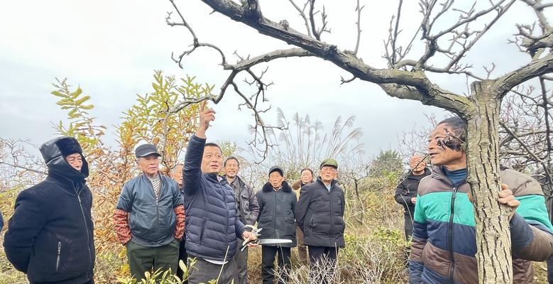 梨树修剪枝量多的方法是什么？如何正确修剪以促进生长？