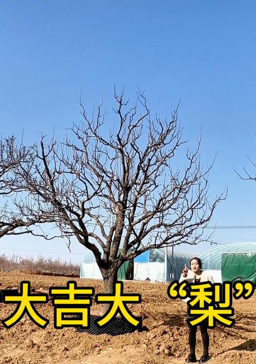 梨树修剪枝量多的方法是什么？如何正确修剪以促进生长？
