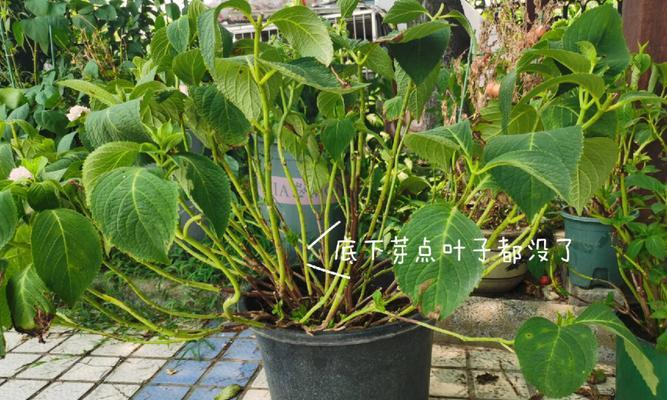 牛奶树修剪枝条的最佳时机是什么时候？如何正确修剪以促进生长？