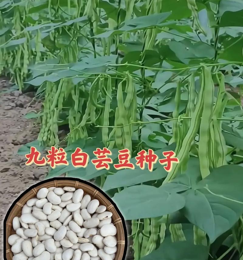 芸豆角籽种植方法是什么？如何正确种植芸豆角籽？