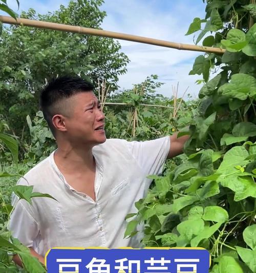 芸豆角籽种植方法是什么？如何正确种植芸豆角籽？