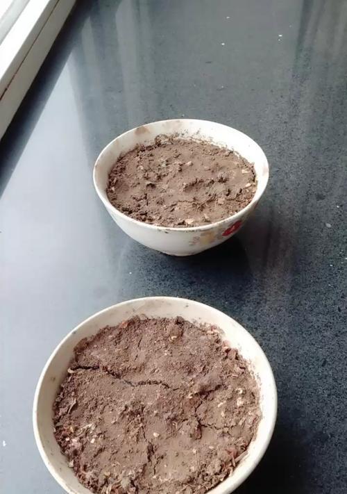 玉米种子催芽发黑了怎么办？有效解决方法有哪些？