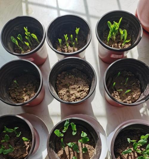 玉米种子催芽发黑了怎么办？有效解决方法有哪些？