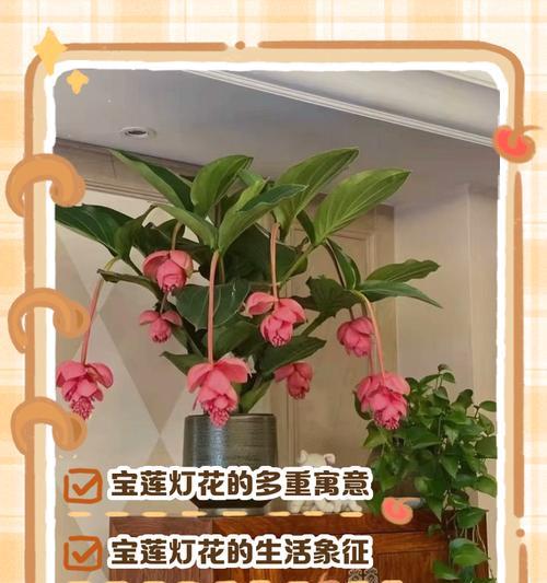104朵花的寓意是什么意思？花语背后隐藏着什么故事？