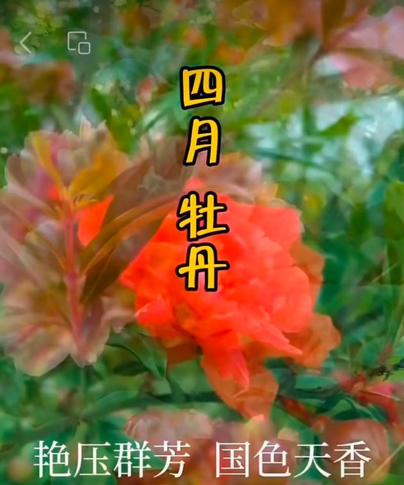 104朵花的寓意是什么意思？花语背后隐藏着什么故事？