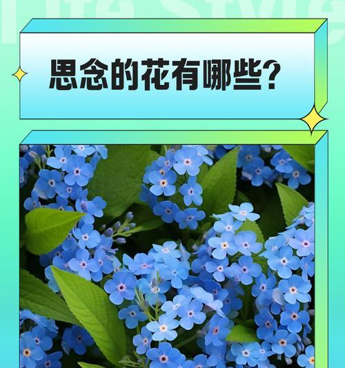 象征思念与怀念的花是什么花？如何表达对逝去亲人的怀念？