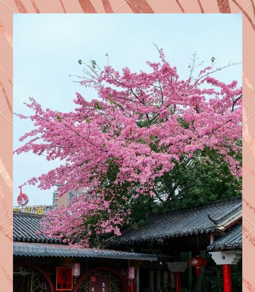 风云花象征着什么？揭秘其背后的文化含义？