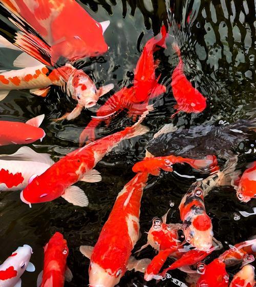 锦鲤和花的寓意是什么？如何在家居装饰中体现？