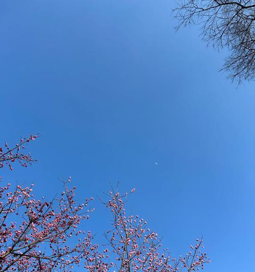 粘花蓝色的花象征着什么？它的寓意有哪些？