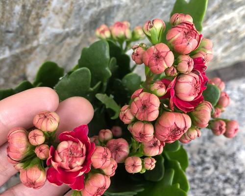百岁寓意长命百岁的花是什么花？这种花有什么特别的含义吗？
