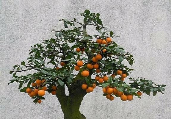 百岁寓意长命百岁的花是什么花？这种花有什么特别的含义吗？