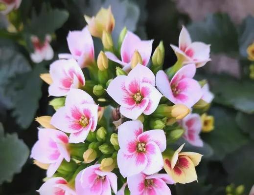 百岁寓意长命百岁的花是什么花？这种花有什么特别的含义吗？