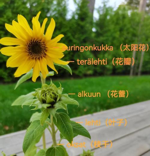 芬兰象征什么颜色的花？芬兰的国花是什么颜色？