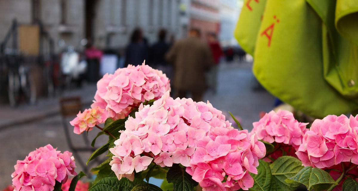 芬兰象征什么颜色的花？芬兰的国花是什么颜色？