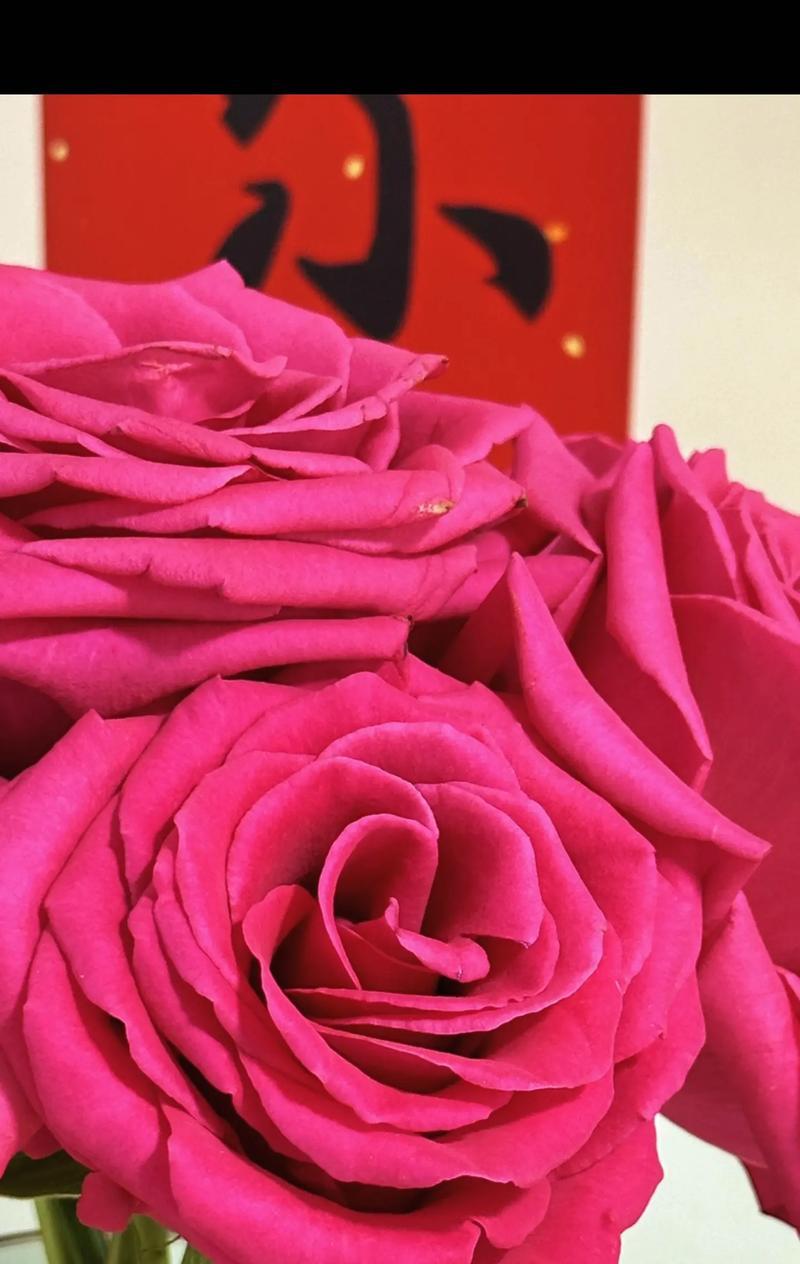玫瑰粉丝花语是什么？如何正确解读玫瑰粉丝的含义？