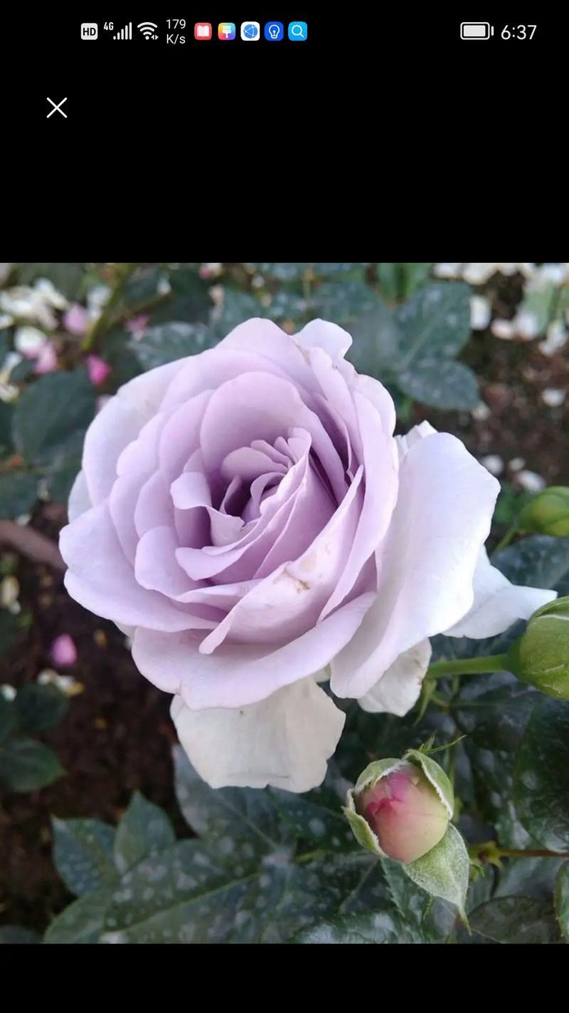 象征热爱生命坚强的花是什么花？这种花的寓意和特点有哪些？