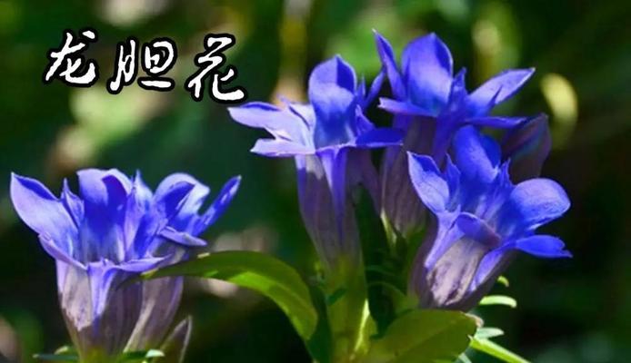 象征热爱生命坚强的花是什么花？这种花的寓意和特点有哪些？