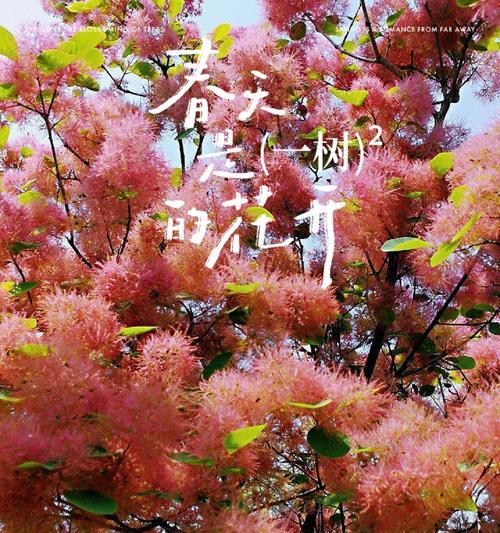 象征热爱生命坚强的花是什么花？这种花的寓意和特点有哪些？