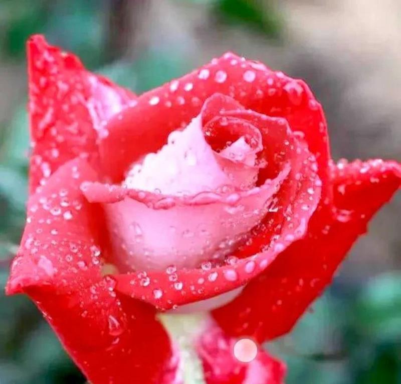 什么花的花语是蝶恋花？了解花语背后的浪漫故事？