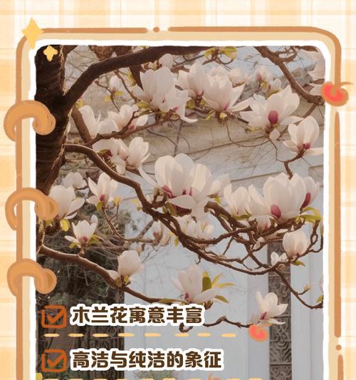 木兰粉花象征着什么？木兰粉花的寓意有哪些？