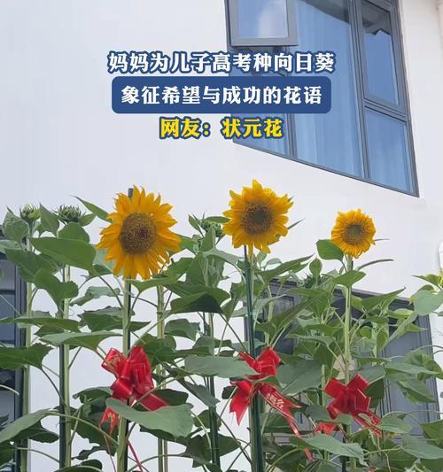 预祝成功花语是什么？如何选择合适的花卉表达祝福？