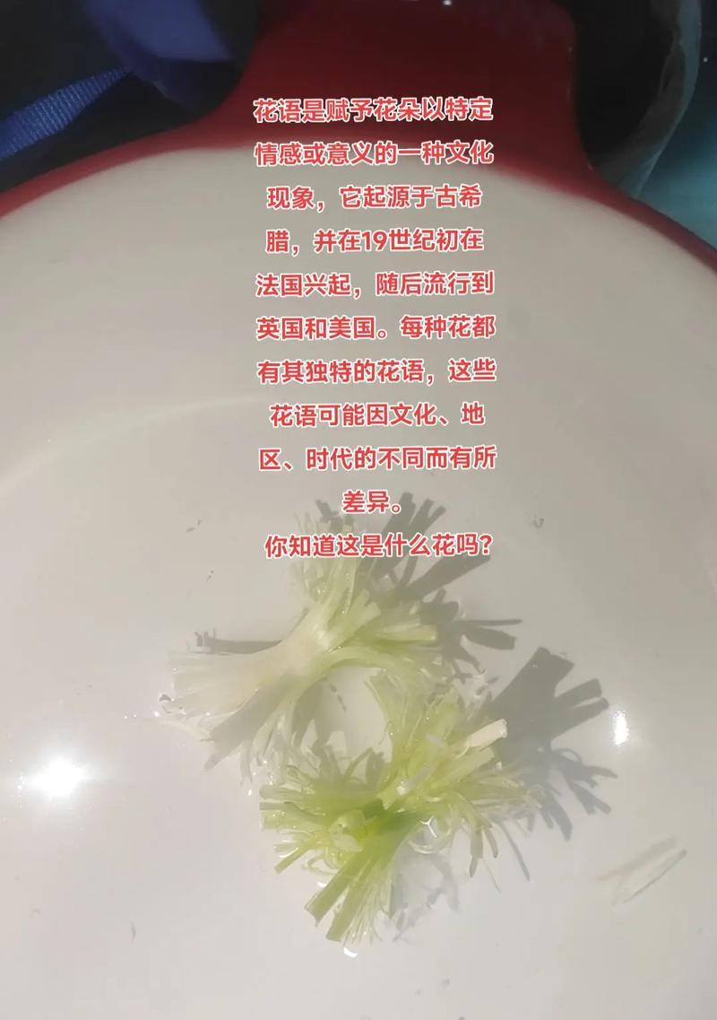 花语代表什么呀？100种常见花卉的含义解析？