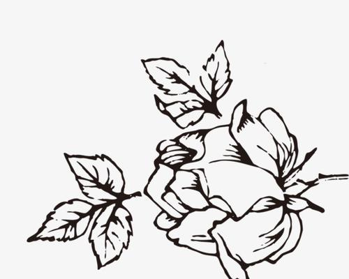 象征绝望的灰色花指的是哪种花？它的花语是什么？