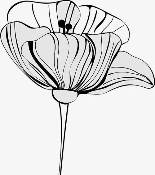 象征绝望的灰色花指的是哪种花？它的花语是什么？