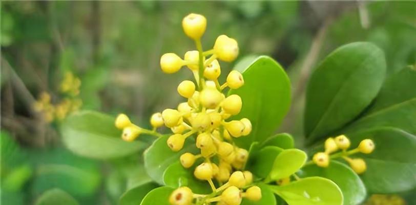 米兰的花语是什么？米兰花代表了哪些含义？
