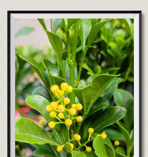 米兰的花语是什么？米兰花代表了哪些含义？