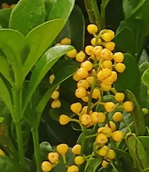 米兰的花语是什么？米兰花代表了哪些含义？