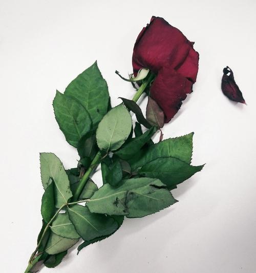 送三朵枯萎的花代表什么含义？其背后的文化意义是什么？