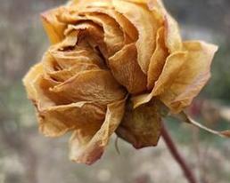 送三朵枯萎的花代表什么含义？其背后的文化意义是什么？